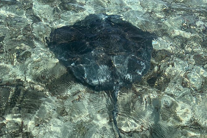 Mangrove & Iguana Clear Kayak Tour - What the guides add to the experience