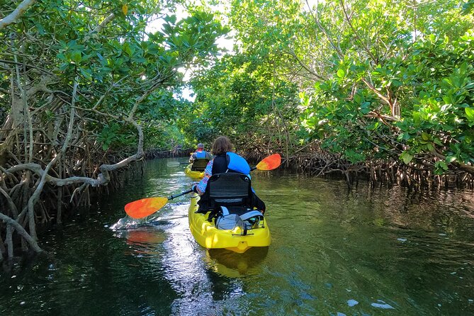 Mangrove Tunnel Kayak Adventure in Key Largo - Why the mangrove tunnels are worth your morning
