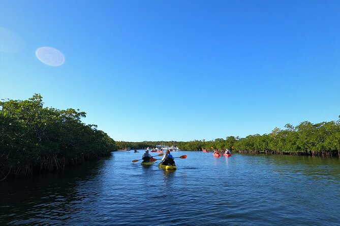 Mangrove Tunnel Kayak Adventure in Key Largo - Wildlife is possible, not guaranteed