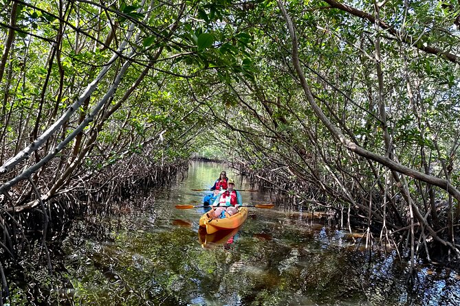 Mangrove Tunnel Kayak Eco Tour - Key things to know before you book