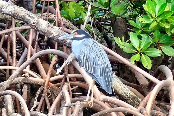Mangrove Tunnel Kayak Eco Tour - Why West Lake Park makes a good kayaking setting