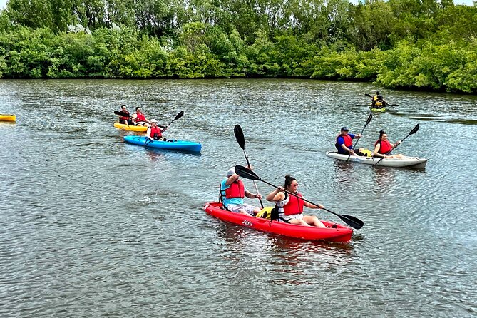 Mangrove Tunnel Kayak Eco Tour - Wildlife sightings are rewarding, but not guaranteed