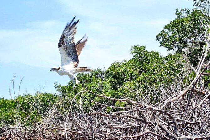 Mangrove Tunnel Kayak Eco Tour - The guide makes the difference