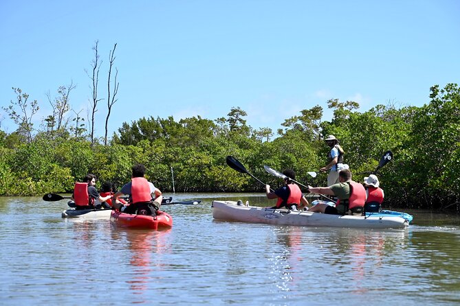 Mangrove Tunnel Kayak Eco Tour - Who will enjoy this kayak tour most