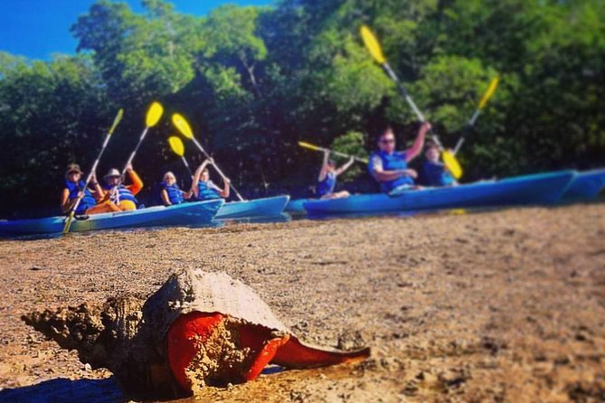 Mangrove Tunnels & Mudflats Kayak Tour - Local Biologist Guides - Is $69.99 a fair price?