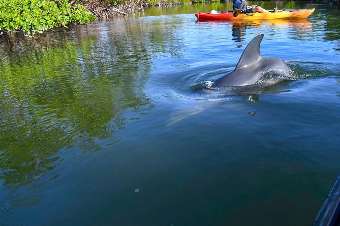 Mangrove Tunnels & Mudflats Kayak Tour - Local Biologist Guides - Who will enjoy this outing most?