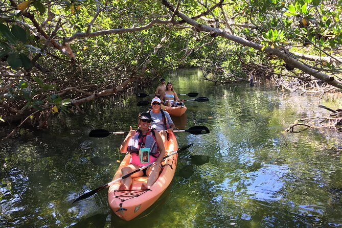Mangroves and Manatees - Guided Kayak Eco Tour - Key points at a glance