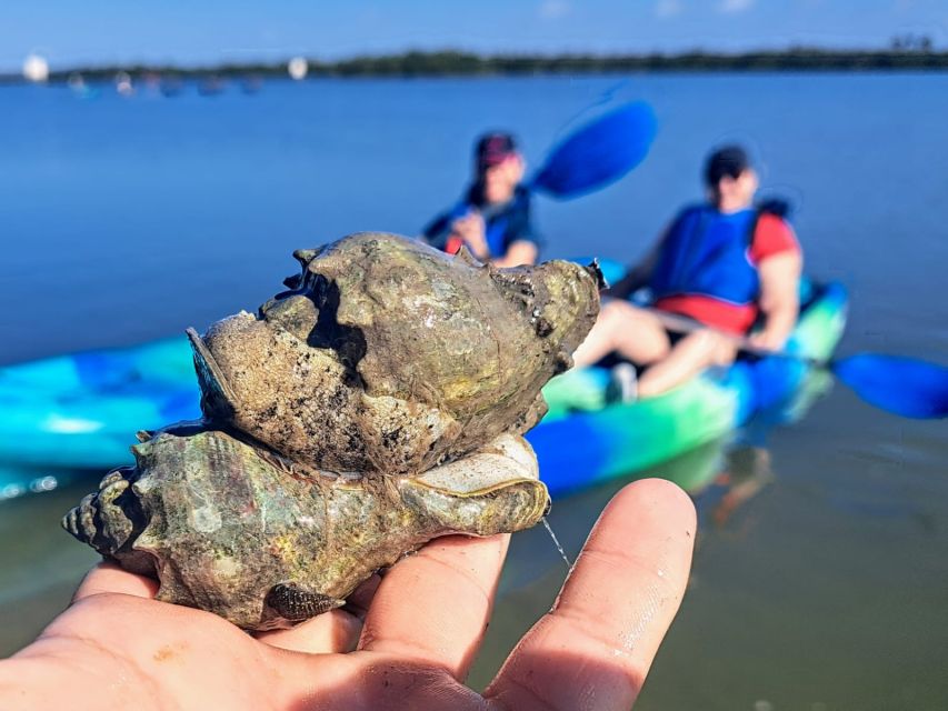Marco Island: Kayak Mangrove Ecotour in Rookery Bay Reserve - Why Rookery Bay feels different from a regular kayak outing