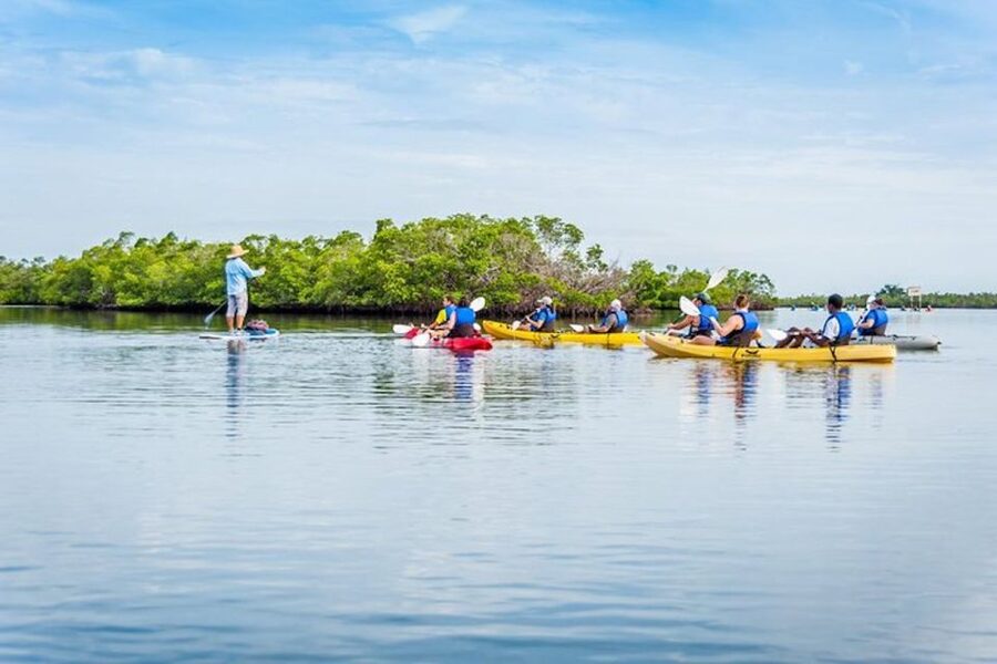 Marco Island: Kayak Mangrove Ecotour in Rookery Bay Reserve - Oyster reefs, mudflats, and quiet bays