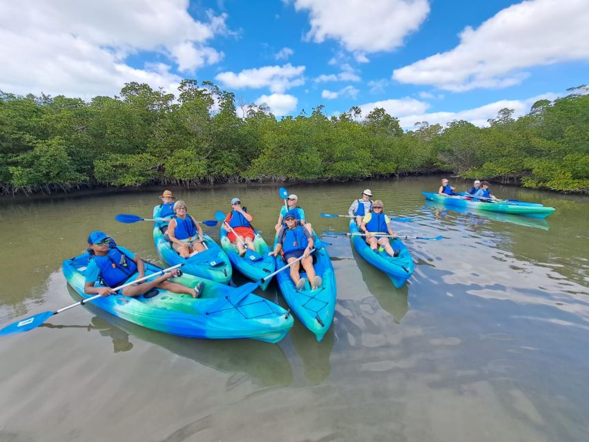 Marco Island: Kayak Mangrove Ecotour in Rookery Bay Reserve - What you may see among the roots