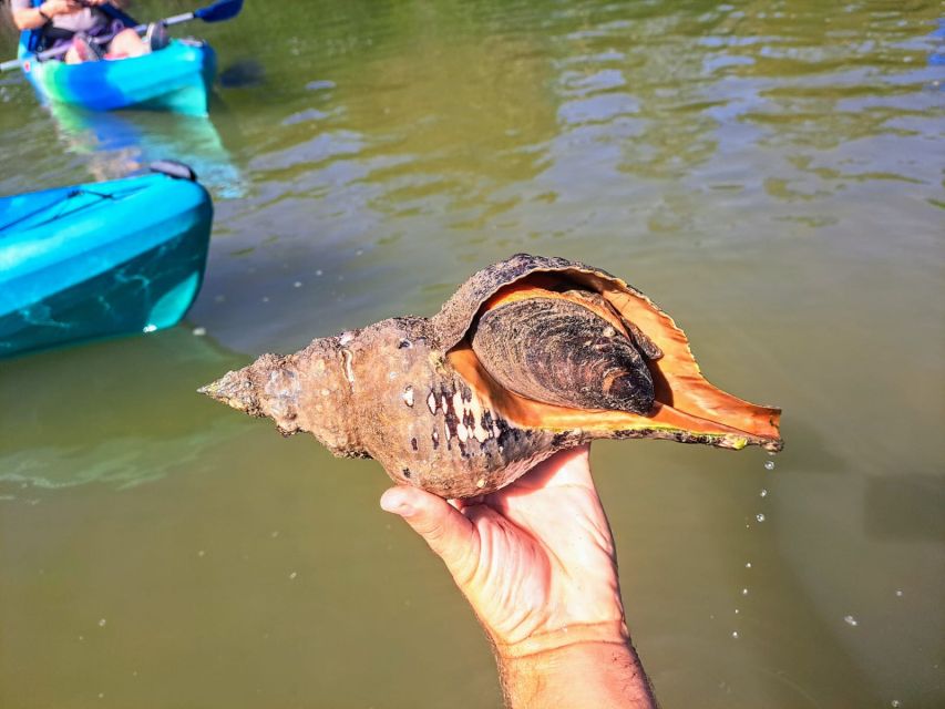 Marco Island: Kayak Mangrove Ecotour in Rookery Bay Reserve - How the guides shape the experience