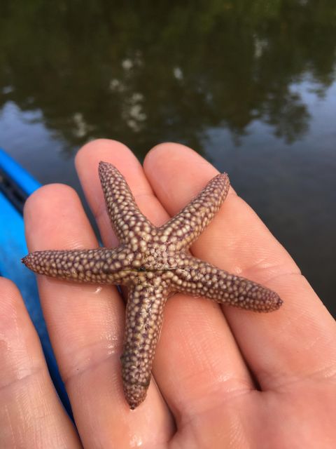 Marco Island: Mangrove Maze Kayak Tour (2hrs) - What makes this kayak trip worth considering