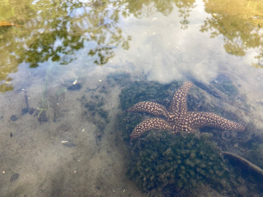 Marco Island: Mangrove Maze Kayak Tour (2hrs) - The $70 price and what you receive
