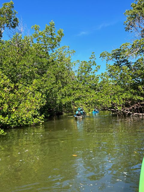Marco Island: Mangrove Maze Kayak Tour (2hrs) - Who should book this paddle
