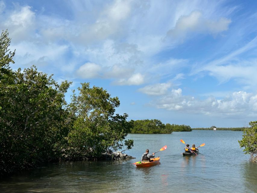 Marco Island: Mangrove Maze Kayak Tour (2hrs) - Should you book the Marco Island Mangrove Maze Kayak Tour?