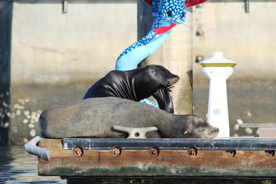 Marina Del Rey: Kayak and Paddleboard Tour with Sea Lions - Paddling toward the main channel