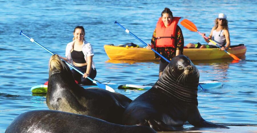 Marina Del Rey: Kayak and Paddleboard Tour with Sea Lions - Finding sea lions near the docks