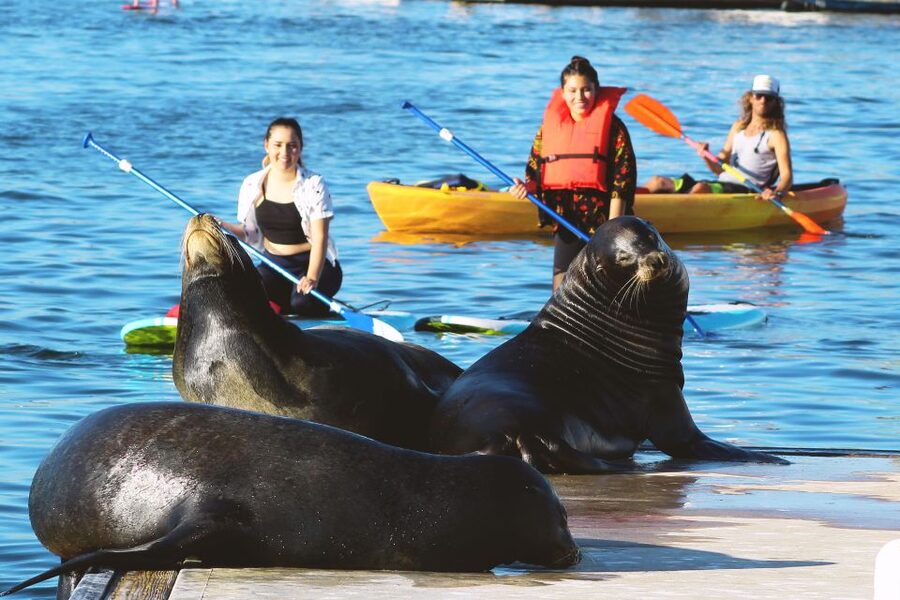 Marina Del Rey: Kayak and Paddleboard Tour with Sea Lions - Choosing between a kayak and paddleboard
