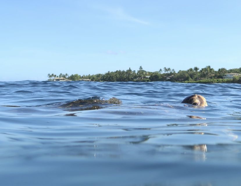 Maui: Beginner Level Private Stand-Up Paddleboard Lesson - The Shore Lesson Makes the First Try Less Intimidating