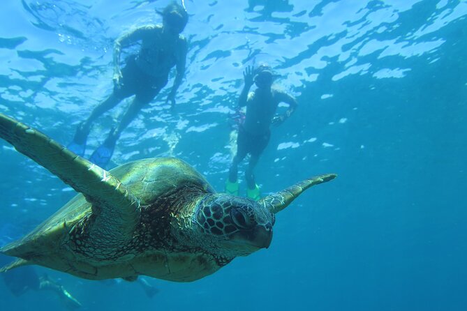 Maui Clear Kayak and Snorkel Tour: Swim with turtles (Makena) - Choosing the snorkeling portion
