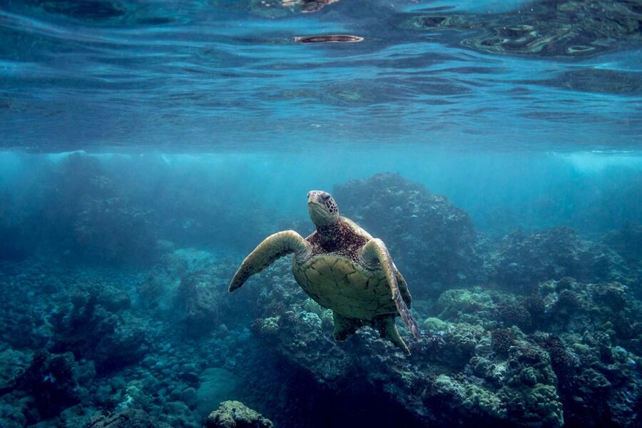 Maui: Turtle Town Kayak and Snorkel Tour - What the $120 price gets you