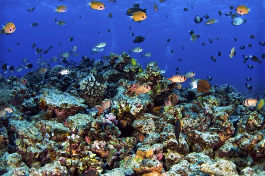 Maui: West Side Discovery Kayak & Snorkel from UKUMEHAME - FAQ