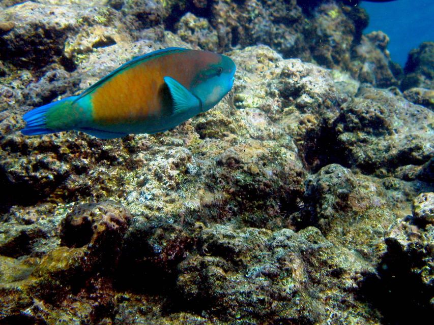 Maui: West Side Discovery Kayak & Snorkel from UKUMEHAME - Snorkeling with turtles and tropical fish