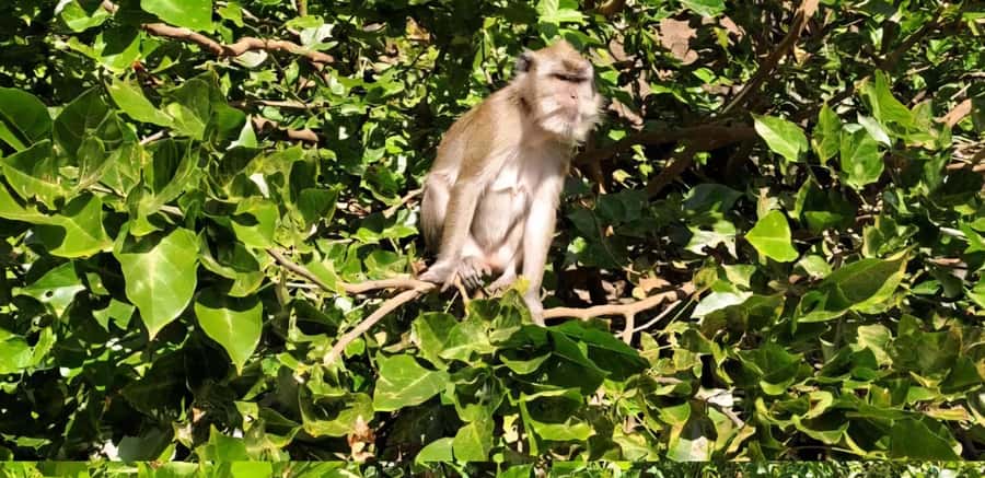 Mauritius: River Guided Kayak Tour with Monkeys - The guide makes the difference