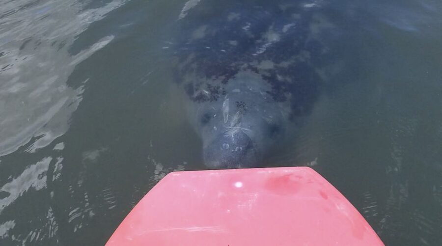 Merritt Island: Manatee Watching Paddle or Kayak Tour - Why Merritt Island works so well for a wildlife paddle