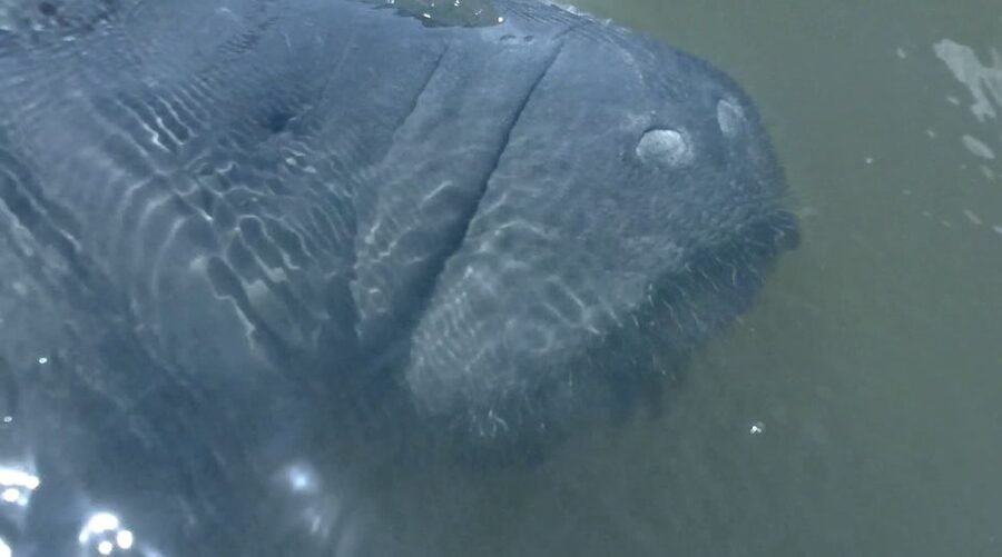 Merritt Island: Manatee Watching Paddle or Kayak Tour - Weather, cancellations, and smart planning