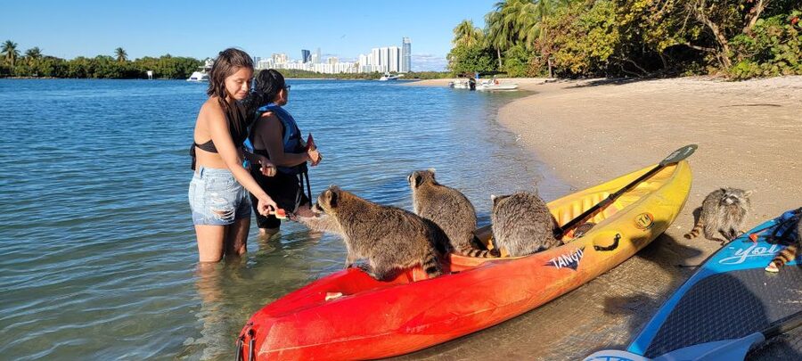 Miami: Beginner-Friendly Island Snorkeling by SUP or Kayak - Crossing to Sandspur Island