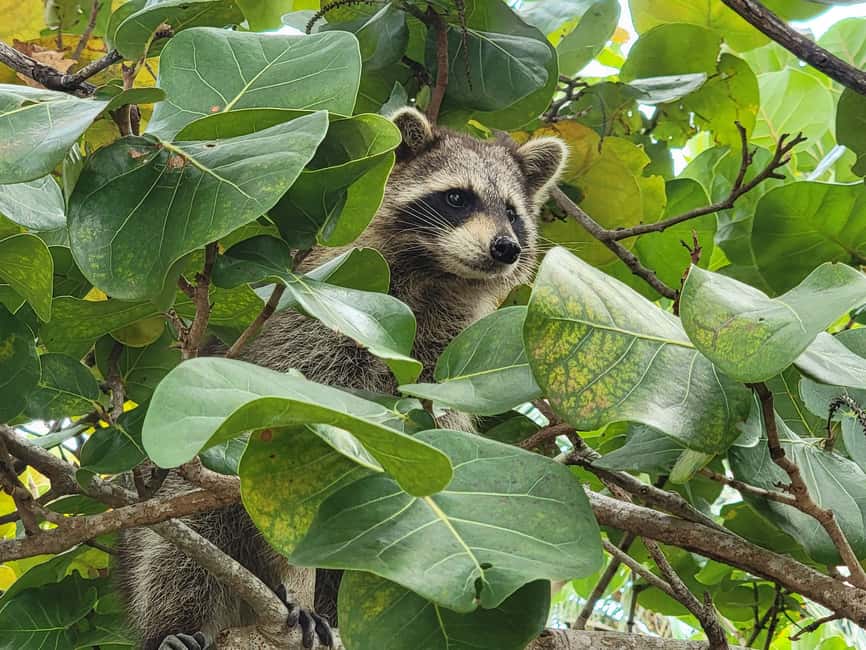 Miami: Biscayne Bay Ultimate Boat Tour with Kayak Experience - Kayaking through Sandspur Island’s mangroves