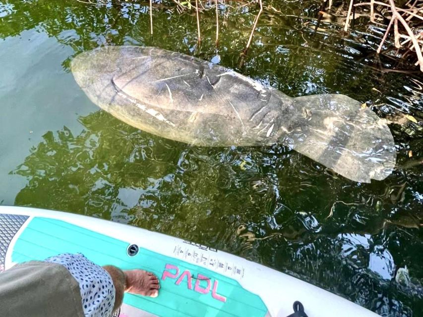 Miami: Manatee Season Paddleboard or Kayak Tour - Is two hours enough?