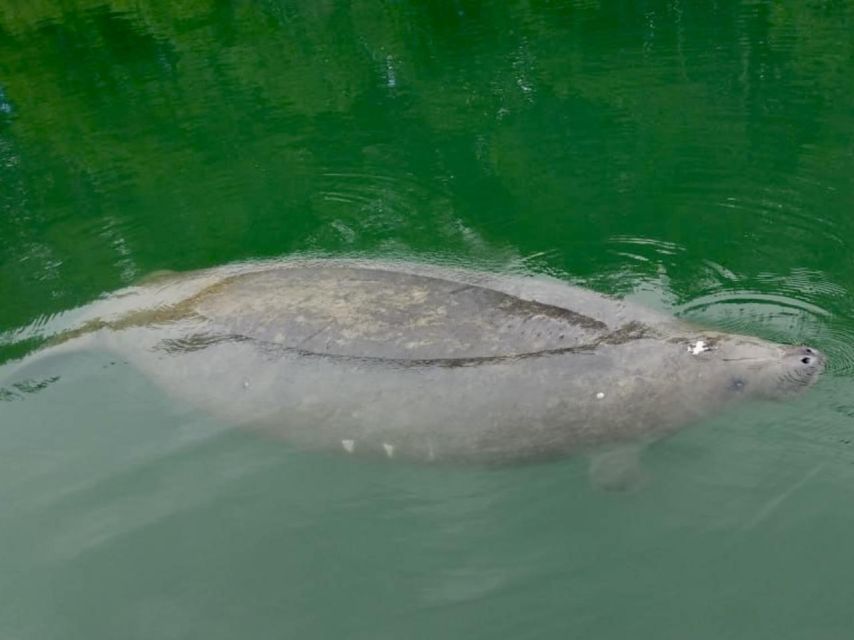Miami: Manatee Season Paddleboard or Kayak Tour - Biscayne Bay brings wildlife and Miami views