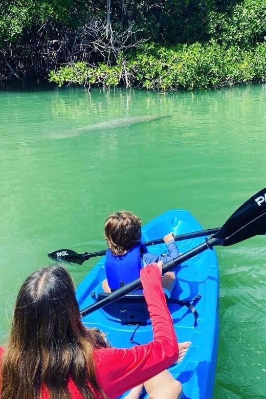 Miami: Manatee Season Paddleboard or Kayak Tour - What the guides add to the outing