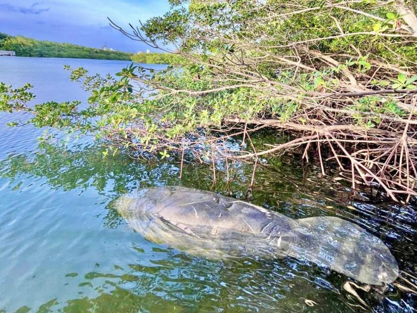 Miami: Manatee Season Paddleboard or Kayak Tour - Who should book this Virginia Key tour?