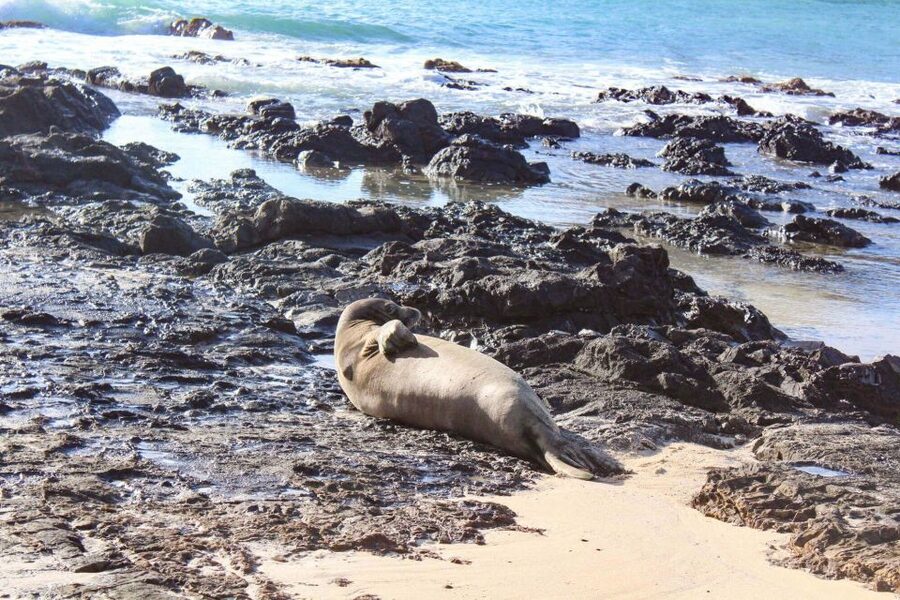 Mokulua Islands Self-Guided Kayak Adventure - Moku Nui’s seabirds, monk seals, and rough lava