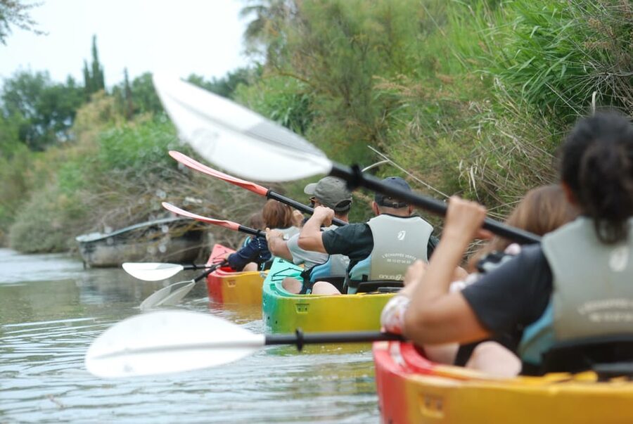 Montpellier : Birdwatching by kayak in the Camargue - Five things to know before you book