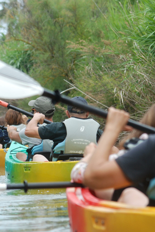 Montpellier : Birdwatching by kayak in the Camargue - Birdwatching at water level