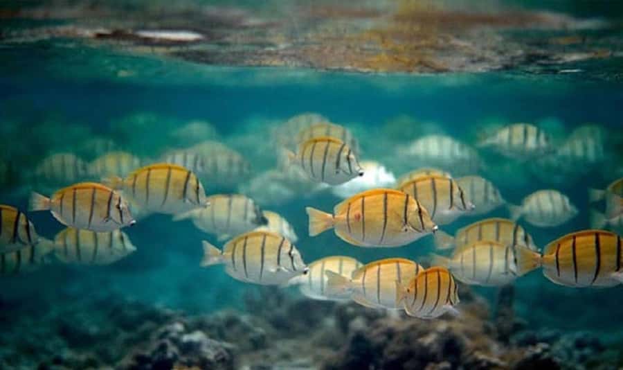 Moorea: Hauru Lagoon 3-hour Guided Kayak Tour with Snack - Should you book the Hauru Lagoon kayak tour?