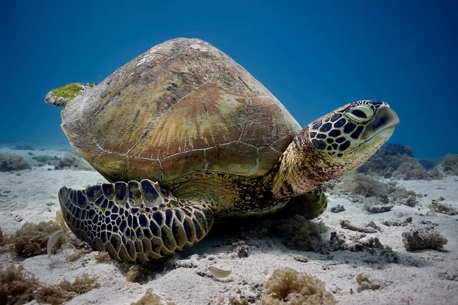 Moorea: Hauru Lagoon 3-hour Guided Kayak Tour with Snack - Paddling across Moorea’s turquoise lagoon