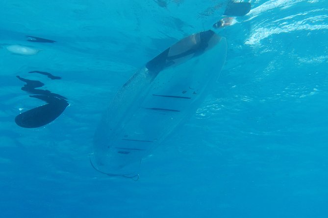 Moorea Lagoon Tour by Transparent Kayak - A gentle start at Moorea’s western lagoon