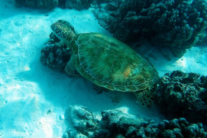 Moorea Lagoon Tour by Transparent Kayak - Lagoon Explorer: stops shaped by weather and water