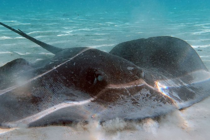 Moorea Lagoon Tour by Transparent Kayak - Who should book this Moorea kayak tour?
