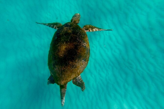 Moreton Island Day Trip (Kayak, Snorkel & Sandboard) frm Brisbane or Gold Coast - Transparent kayaking over the reef