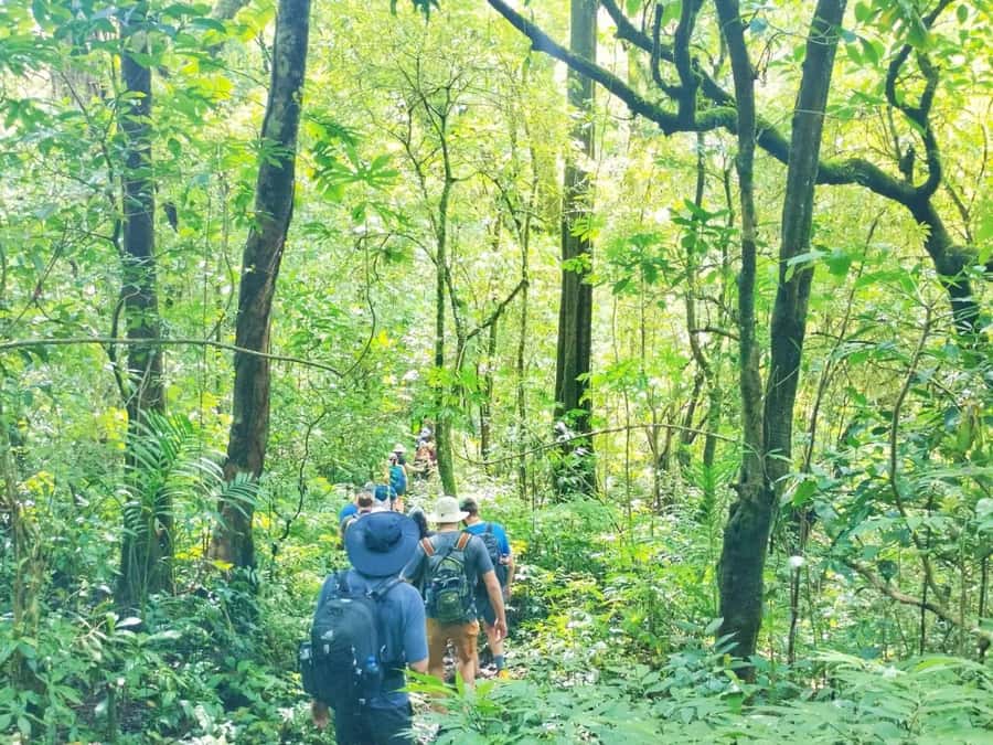 Munduk : Jungle Trekking,Canoeing,waterfall &authentic lunch - Why This Munduk Day Works So Well
