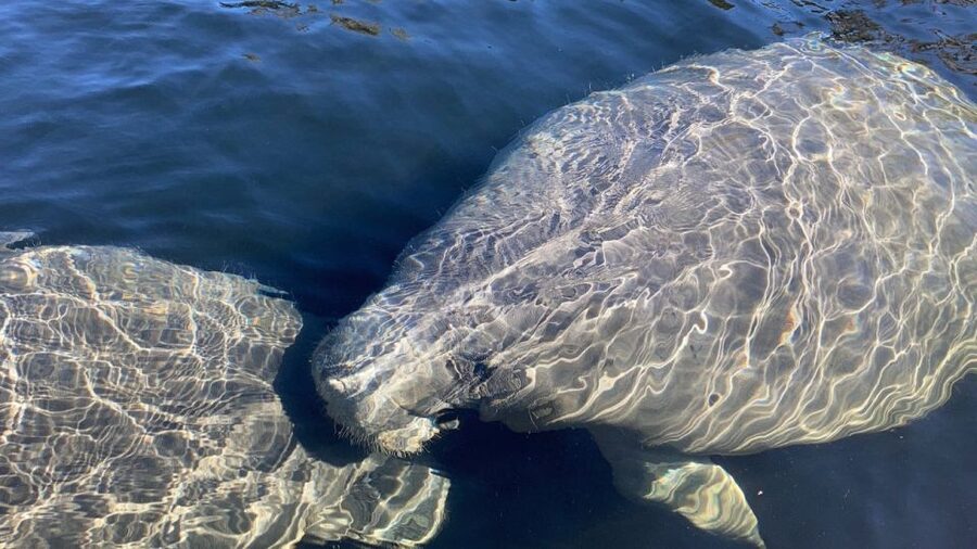 Naples, FL: Guided Standup Paddleboard or Kayak Tour - Who will enjoy this tour most?