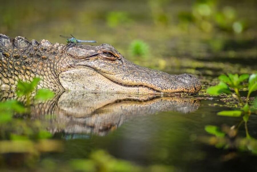 New Orleans: Manchac Magic Kayak Swamp Tour - Launching into the cypress swamp