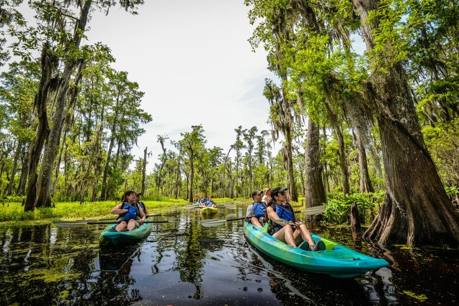 New Orleans: Manchac Magic Kayak Swamp Tour - Wildlife watching on the water