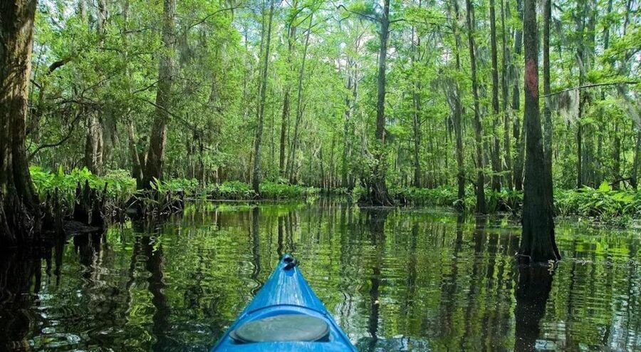 New Orleans: Manchac Magic Kayak Swamp Tour - What two hours on the water really feels like
